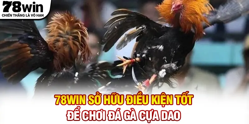 78WIN sở hữu điều kiện tốt để chơi đá gà cựa dao
