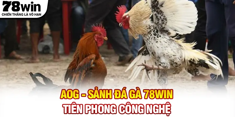 AOG - Sảnh đá gà 78WIN tiên phong công nghệ