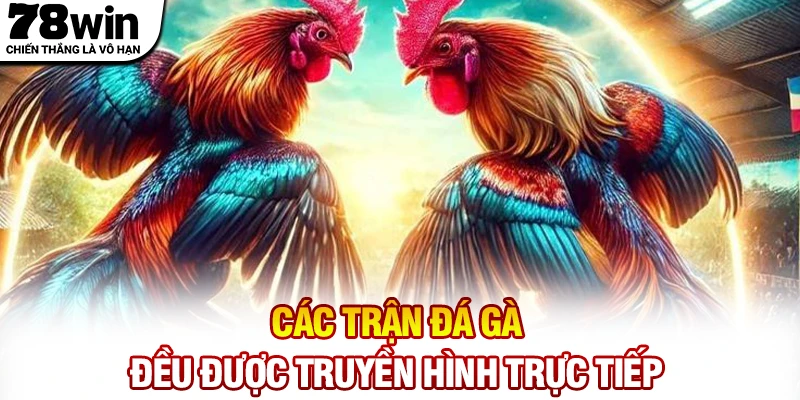Các trận đấu đá gà đều được 78WIN truyền hình trực tiếp
