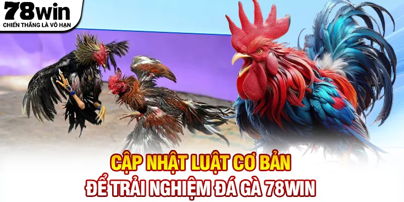 Cập nhật luật cơ bản để trải nghiệm đá gà 78WIN
