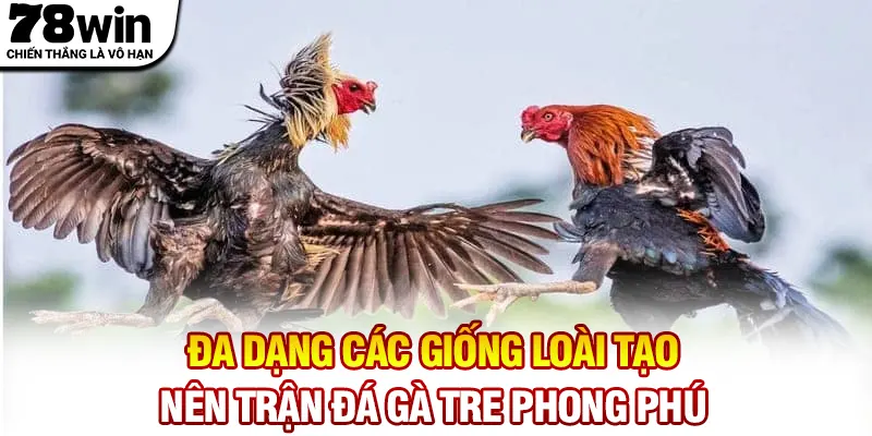 Đa dạng các giống loài tạo nên trận đá gà tre phong phú