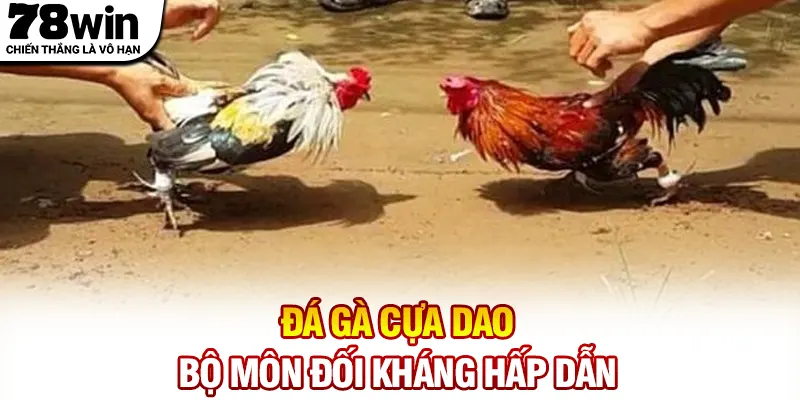 Đá gà cựa dao - Bộ môn đối kháng hấp dẫn