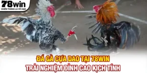 Đá Gà Cựa Dao Tại 78WIN - Trải Nghiệm Đỉnh Cao Kịch Tính