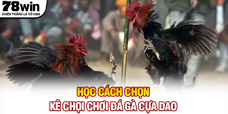 Học cách chọn kê chọi chơi đá gà cựa dao