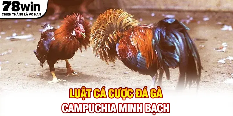 Luật cá cược đá gà Campuchia minh bạch