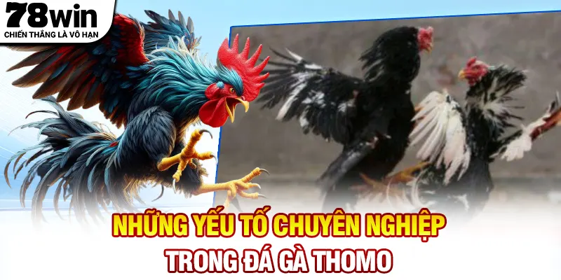 Những yếu tố chuyên nghiệp trong đá gà Thomo